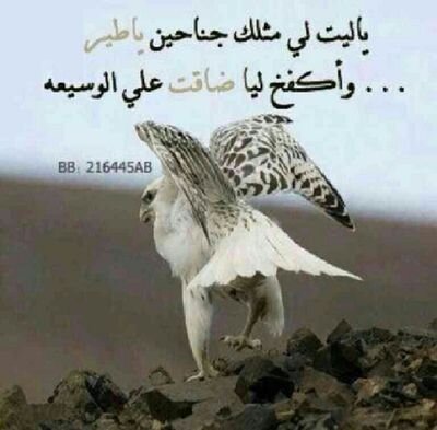 بَشّرنا يَا اللهُ بقولكَ :
” لهُم ما يَشاؤون فيهَا وَلدَيْنا مَزيد !