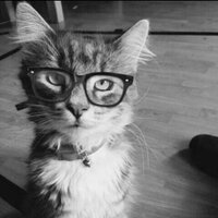 Laserkatten (@laserkatt) 's Twitter Profile