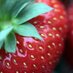 strawberry lettuce (@fruitandveggrow) Twitter profile photo strawberry lettuce (@fruitandveggrow) Twitter profile photo