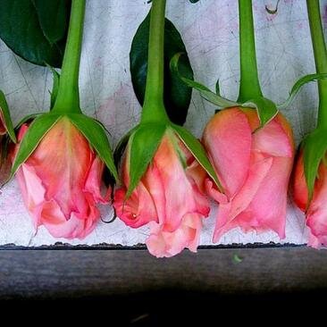 LilisFavourites's profile picture. 