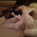 tailtje's profile picture. 