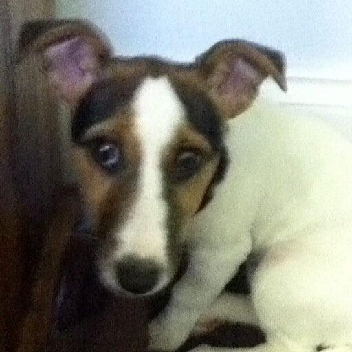 Convert to dog (Jack Russell) ownership, love fizzy sweets and 80s music. Passionate about improving lives for older friends and family in our local community.