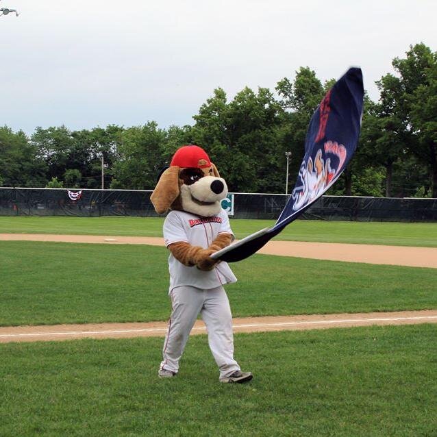 K9_Himself's profile picture. The Wachusett Dirt Dawgs very own mascot Digger. You can see him at games located at Doyle Field in Leominster.