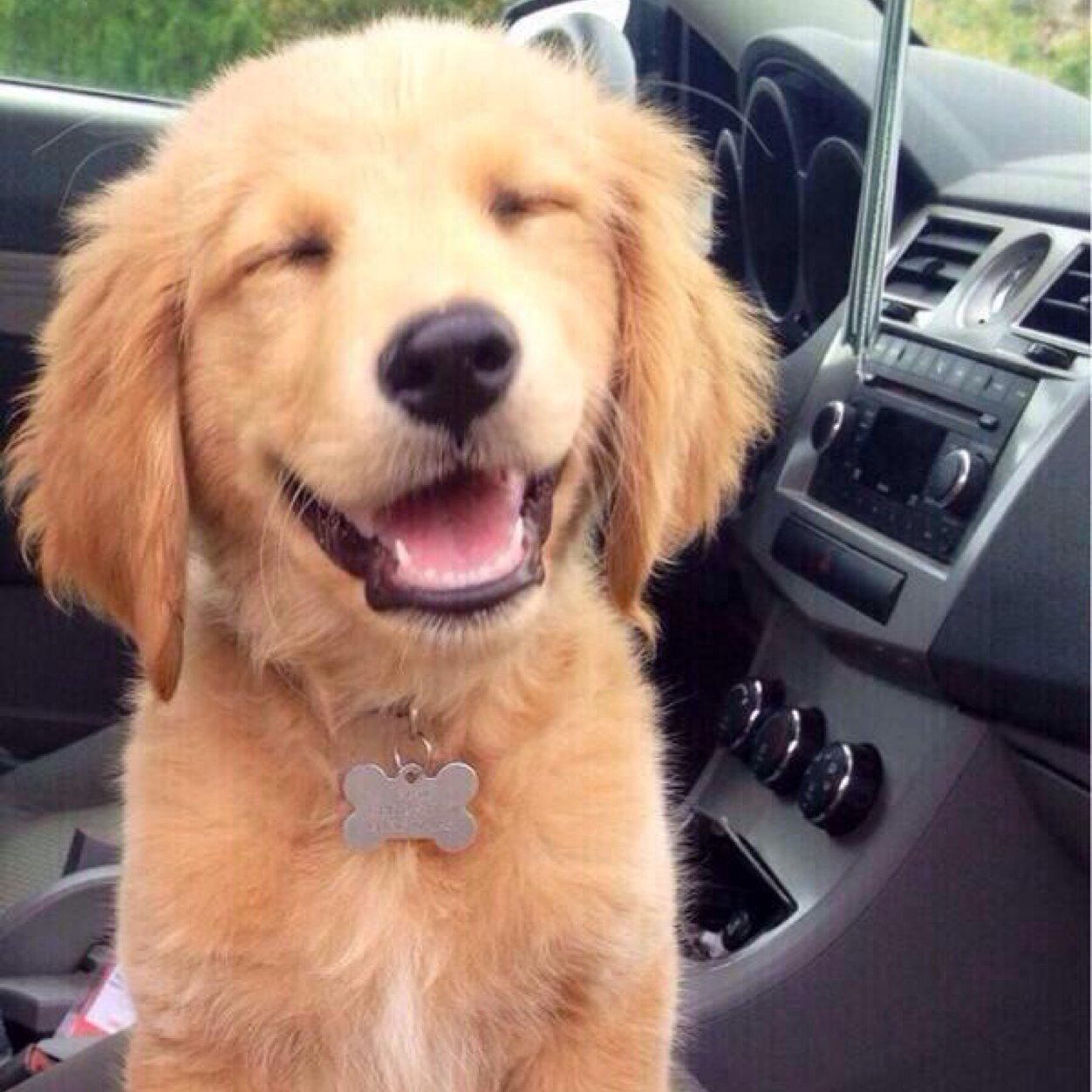 positivelilpup's profile picture. Just pet a pup and smile!!!