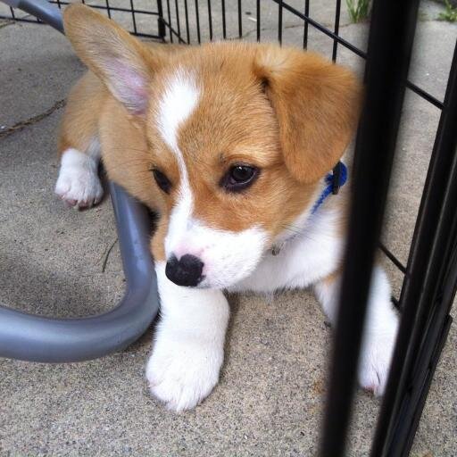 My name is Wallie and I love to drink water WOOF WOOF!