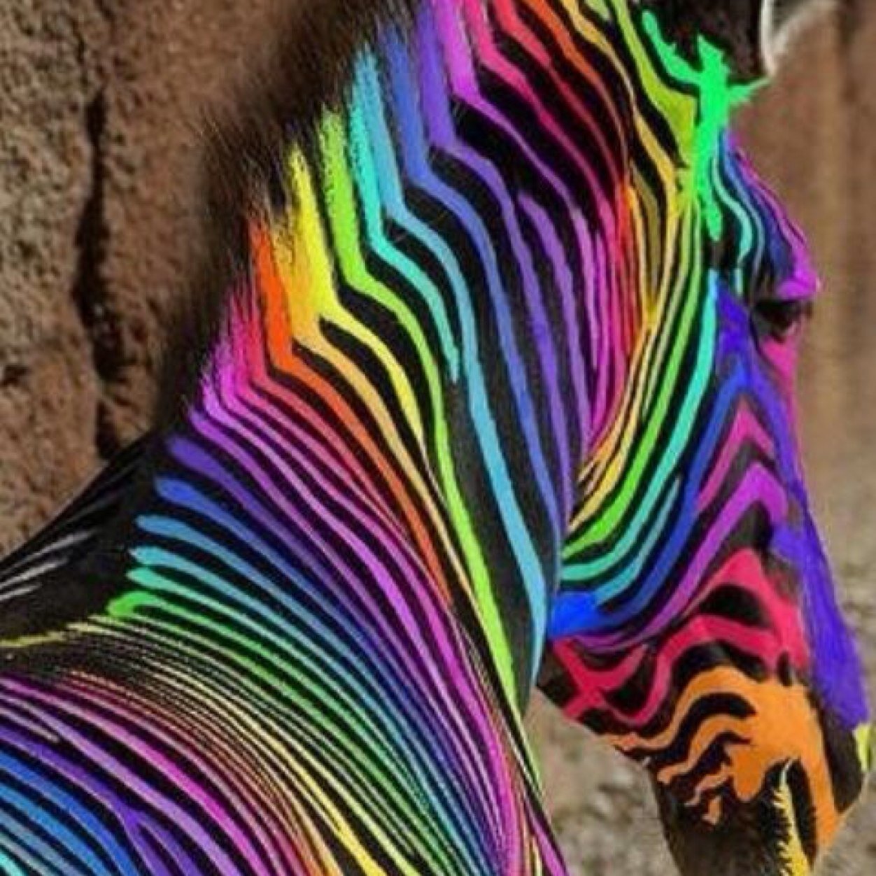 zebrarider15's profile picture. Bio