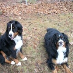 buddiesweaters's profile picture. Home based knit wear designer, gardener, owner of 2 Bernese Mountain dogs!
