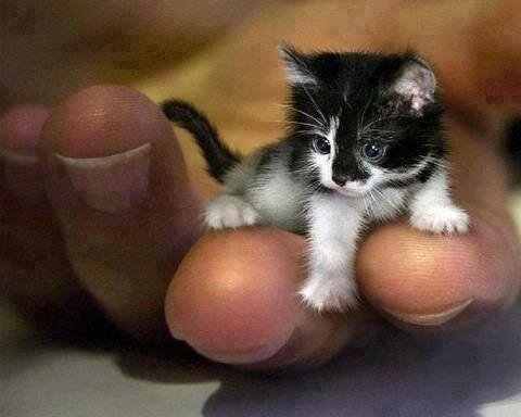 Conspiracy fact theorist,under achiever,still willing to peek round the corner to see what is there! Love animals,may tolerate humans...