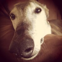 Kathleen Paulson - @DocGreyhound Twitter Profile Photo