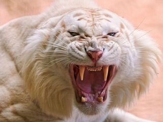 anatol1y0911's profile picture. Мода на короткую стрижку есть не что иное, как проявление желания женщины стереть внешние различия между нею и мужчиной. Альфред Адлер