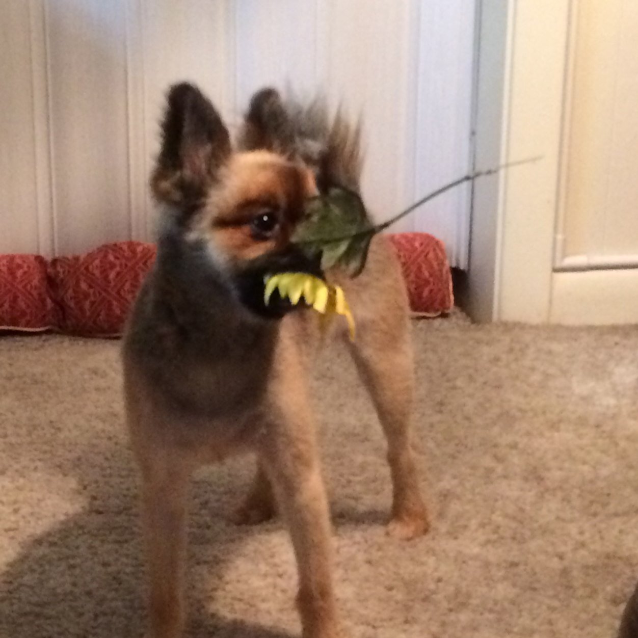 AdanaBarber's profile picture. 