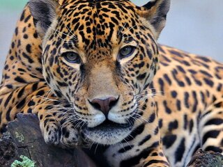 1977_derjavin's profile picture. 