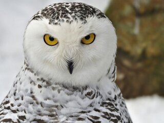 XomchenkoOlga Profile Picture