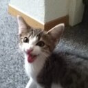 marco wolf - @marcowo32440137 - Twitter