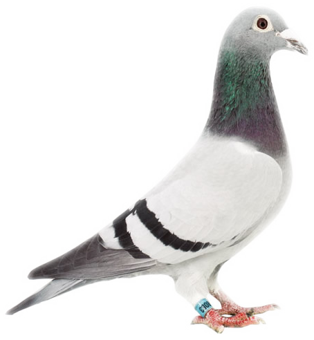 poelman_h's profile picture. 