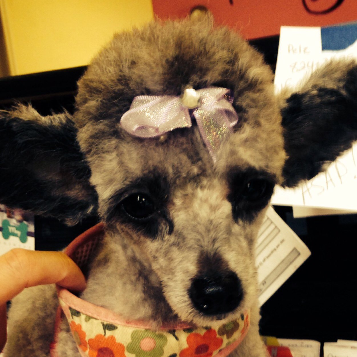 From the Groomer to you! Experience the groomers point of view on a dailey basis! All the stuff that us groomers want to tell you but keep our mouth shut for ;)