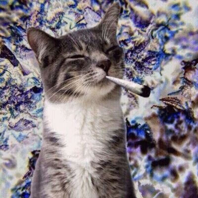 nicolash871's profile picture. Brosif:@Ehxos  Bff: @UghhhDX soccer is my lyfe #brosifs4lyfe !!