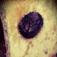mishaney bauble (@the_bauble) 's Twitter Profile