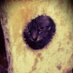 mishaney bauble (@the_bauble) Twitter profile photo mishaney bauble (@the_bauble) Twitter profile photo
