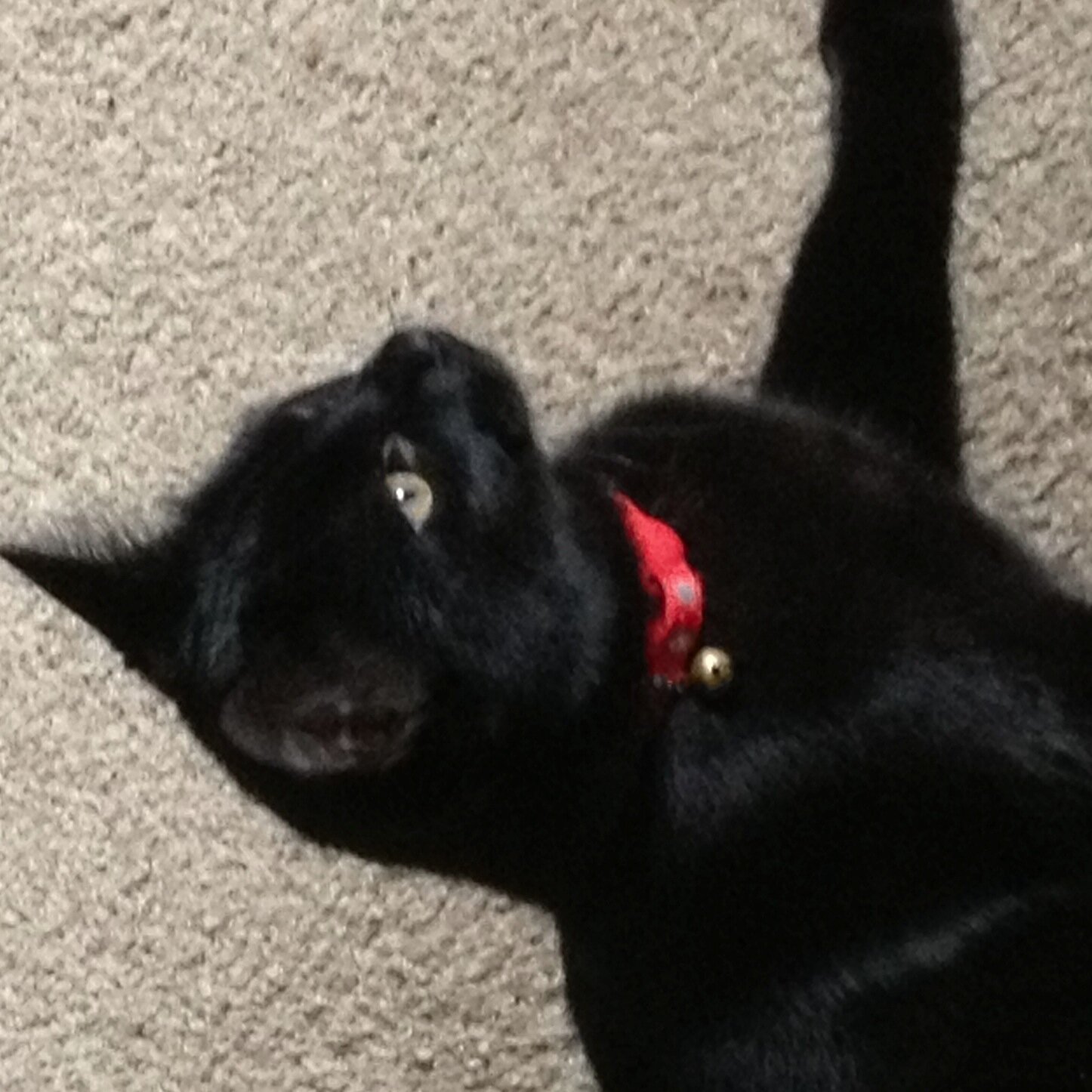 dipjennylou's profile picture. Just an average small town Ohian.