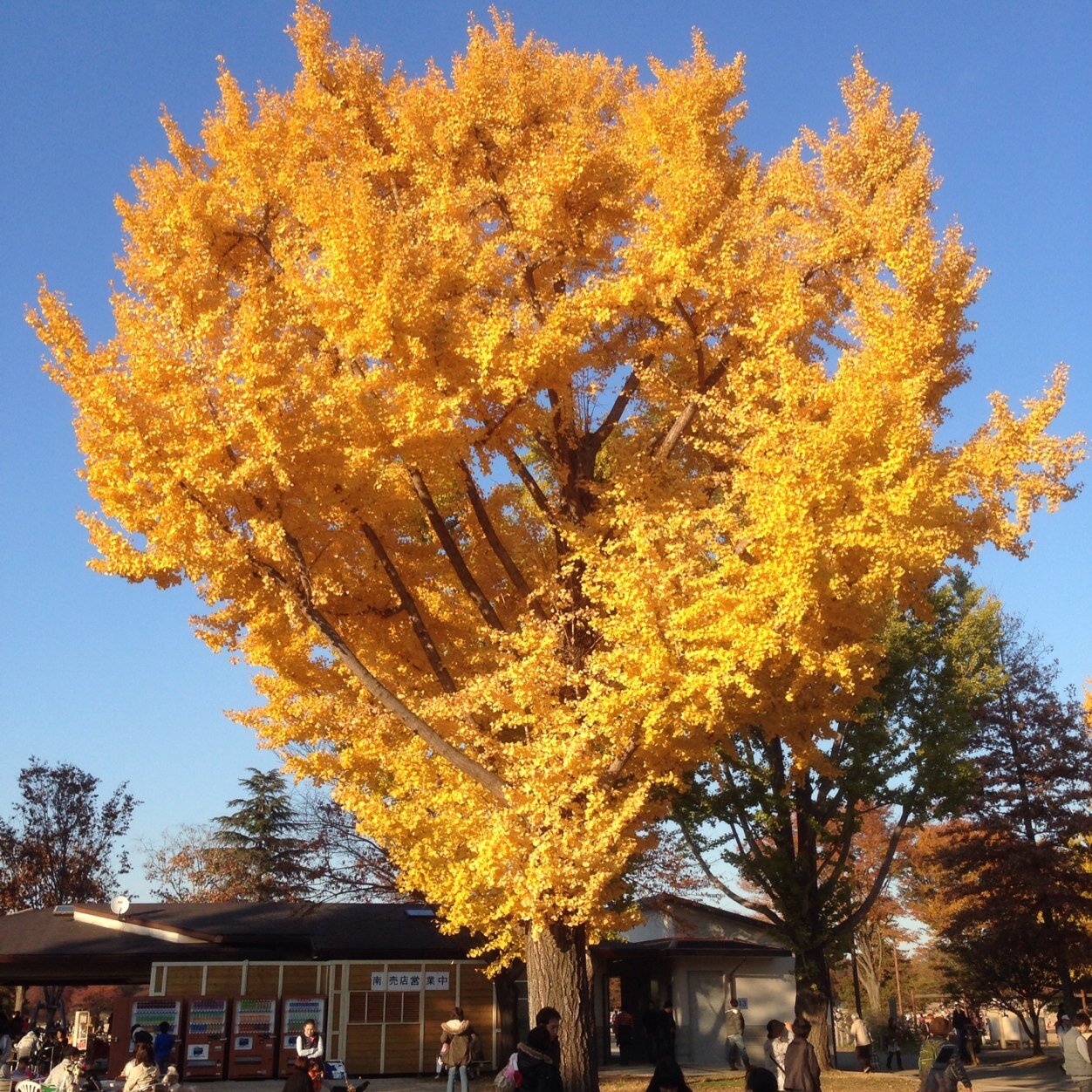 kick000777's profile picture. ある流通会社の雇われ社長をやってます。齢40を超え、めっきりドキドキ・ハラハラすることが無くなり、「不惑」ってこういうことなんやなーと思ったりしてますが、一方でなんで!?っていうような映像で涙を流すこともあり、めっきり泣き上戸になってしまいました。。