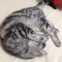 ゴリラ (@range_kara) 's Twitter Profile