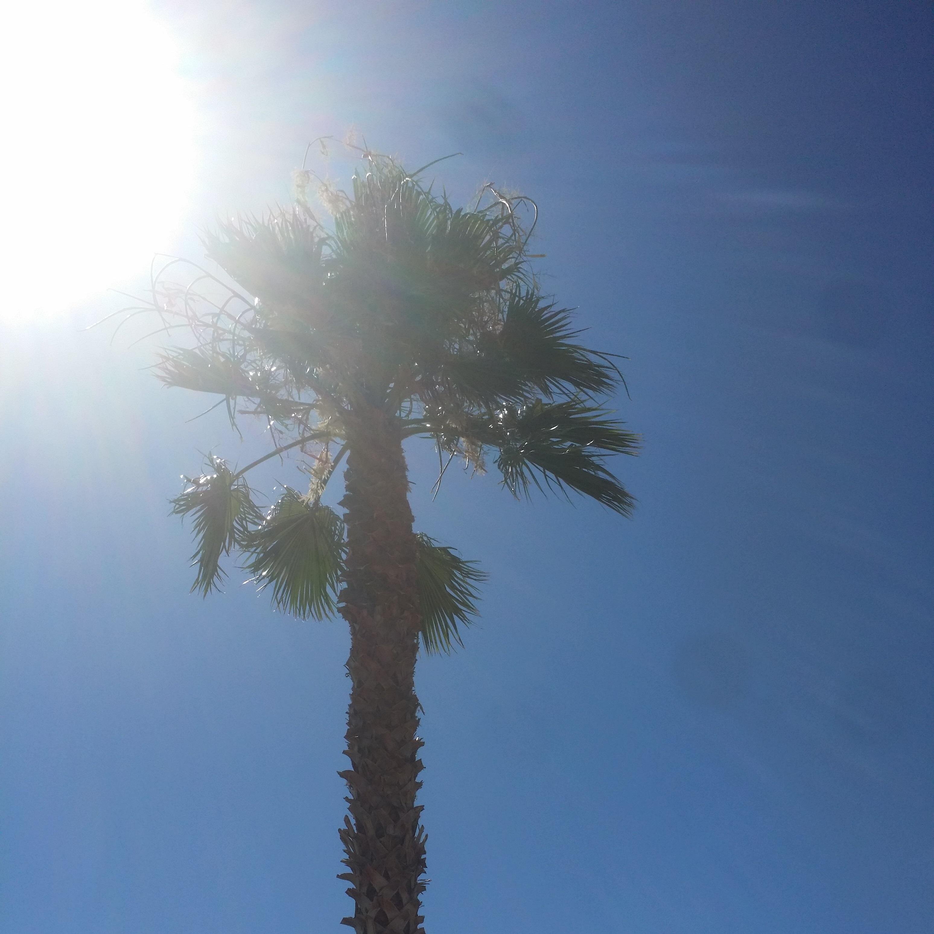 A palm tree in #Tucson where you can put a lock of all shapes, sizes and color to show your love for anything or anyone you desire.