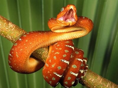 Cuenta dedicada a mostrar las distintas especies de animales y plantas que se pueden encontrar en el mundo.