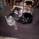 Deborah Krause - @debinthefalls - Twitter