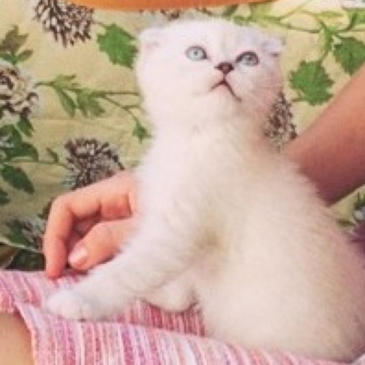 taylor swift is my owner