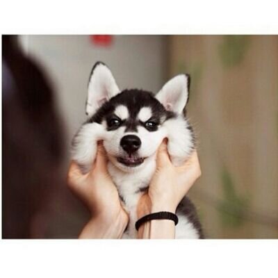 If you love animals, this page is for you ♡♥