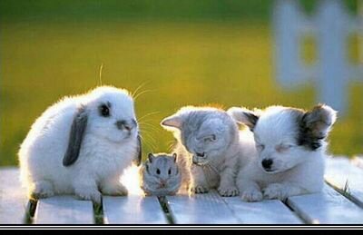 zinniakim3868's profile picture. 