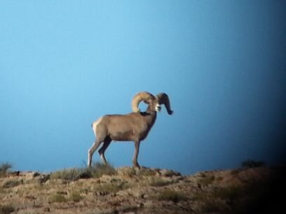 ShepherdJared's profile picture. 