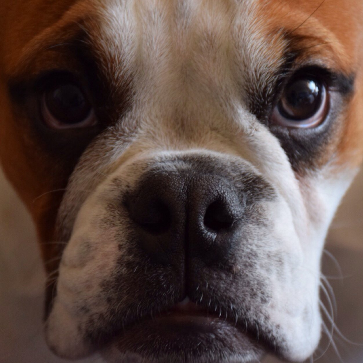 Xapron's profile picture. Gusta de la información y saberlo todo. Industrial Engineer. +1 de @cristy_gs forever.