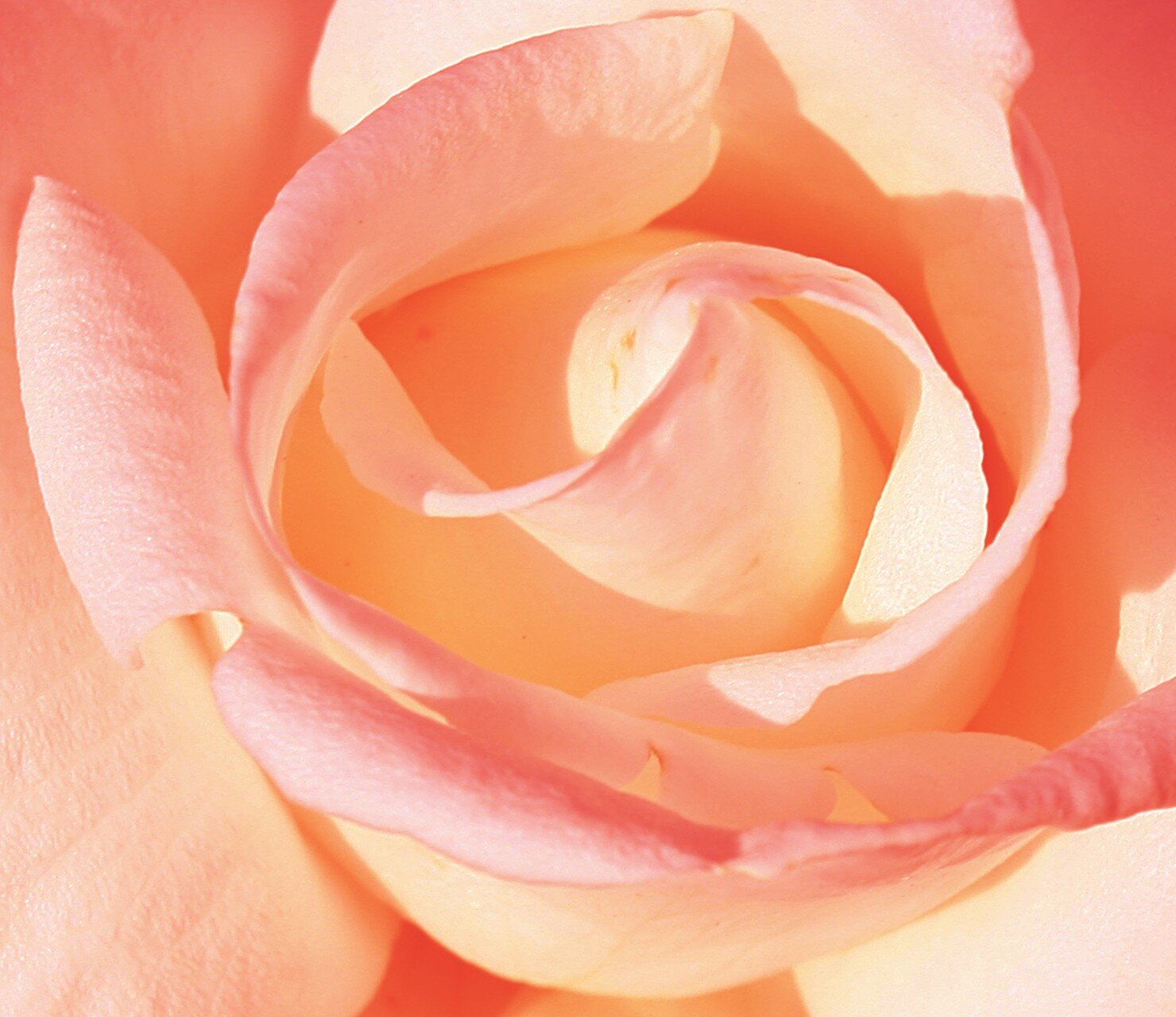 LBroniec's profile picture. 