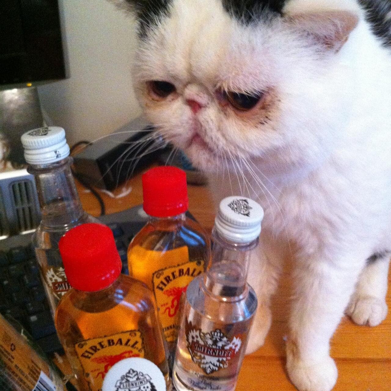 College student who has an unhealthy love for all things that involve cats or booze.