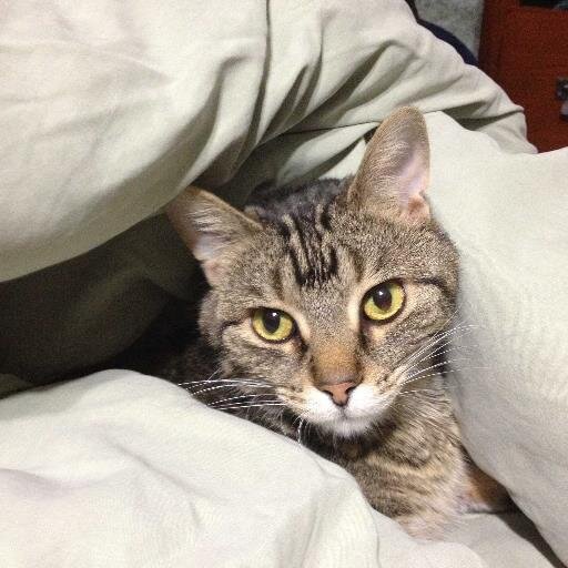 eacate's profile picture. Volunteering for Radiant Church on the corner of 70th and Vine.