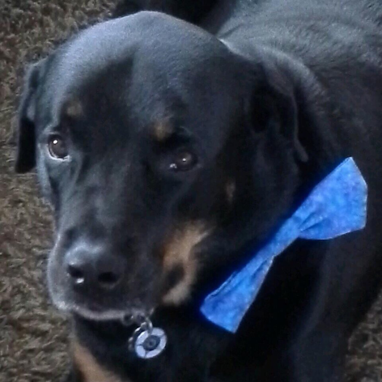 Providing Gluten Free dog & cat treats, toys, bandannas, plus birthday and pupcakes!