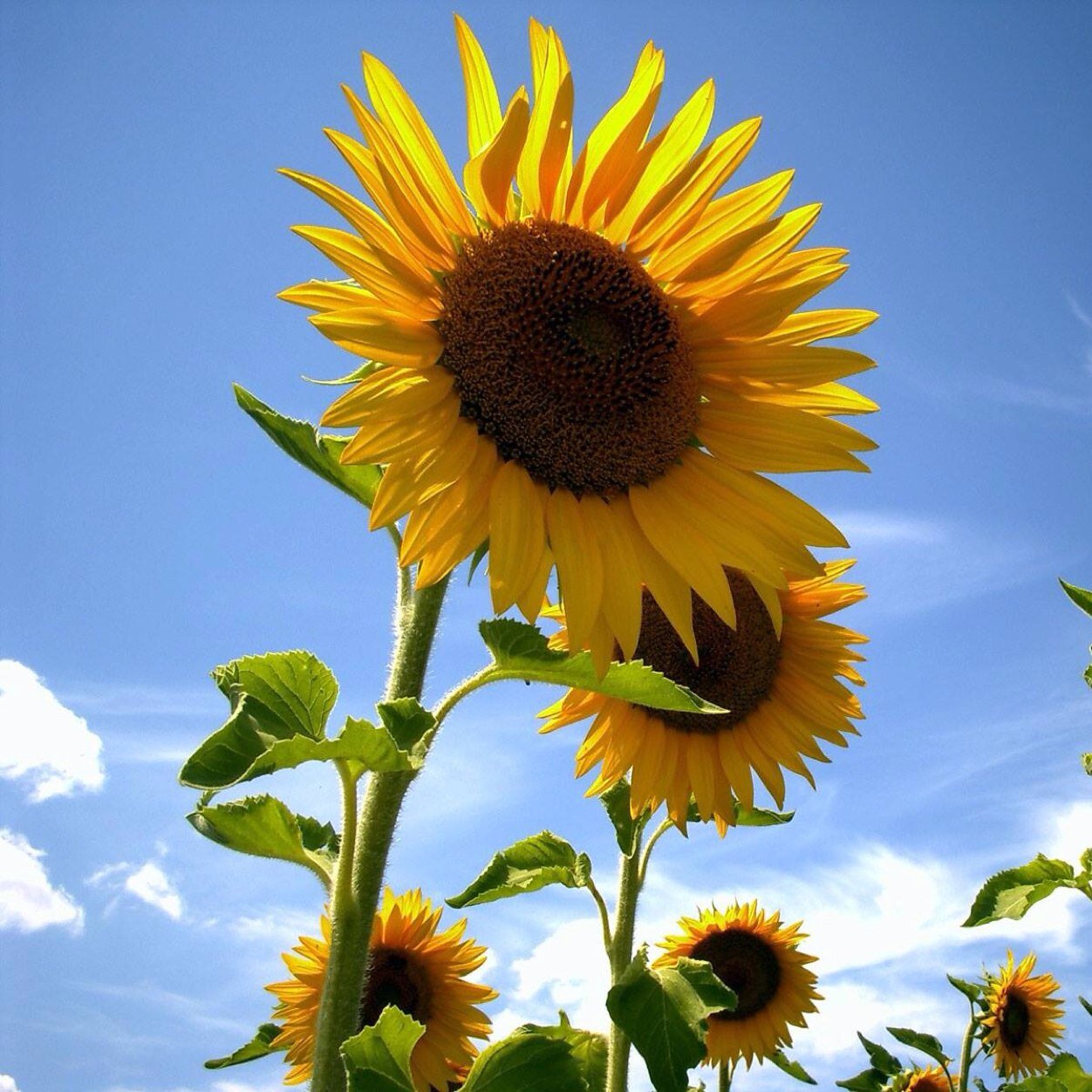 hammerdelia's profile picture. 