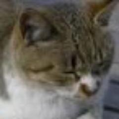 ねこまんまさんのプロフィール画像