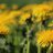 risto_kulmala's profile image