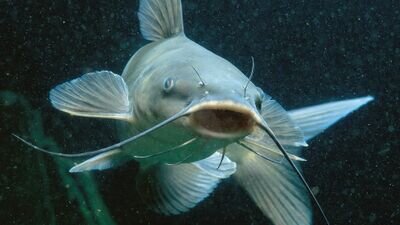 Finding the behind the screen twitter catfish. Report your Catfish issues to my DMs and we'll hunt em down. #BMFOT #HEADOFSTATE