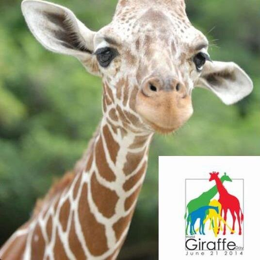 lippi3's profile picture. 動物園好きです。