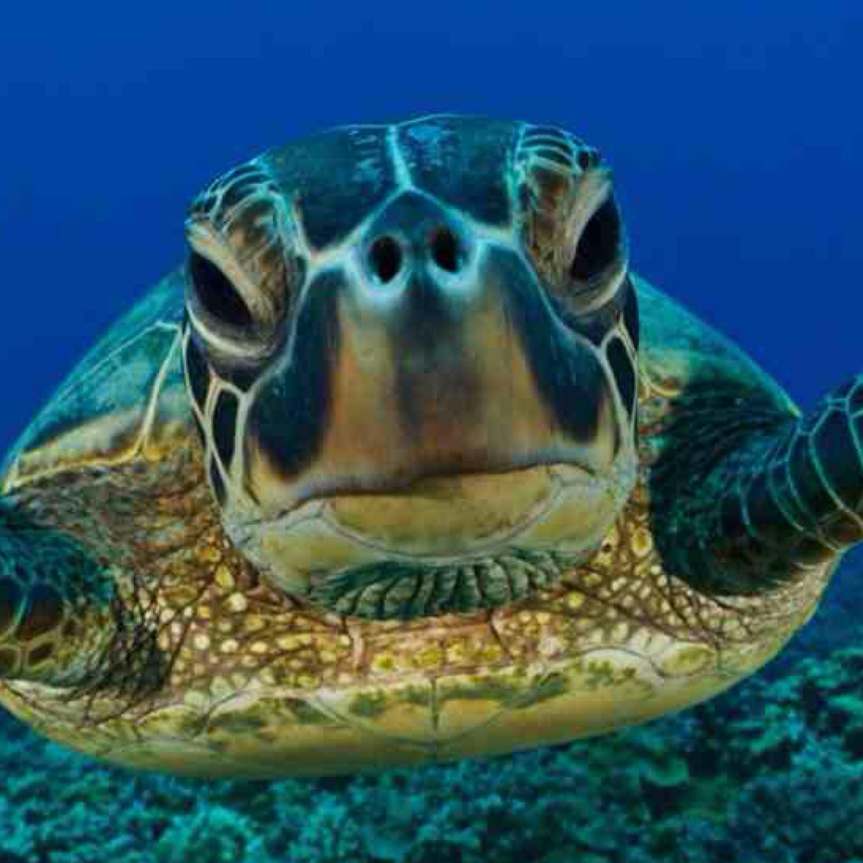 Collection of the most beautiful and awesome underwater pictures found on the internet! :)