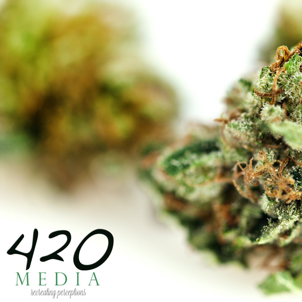 420MEDIA AGENCY is a visionary marketing firm empowering brands with cutting-edge digital strategies, compelling content, and extensive distribution.