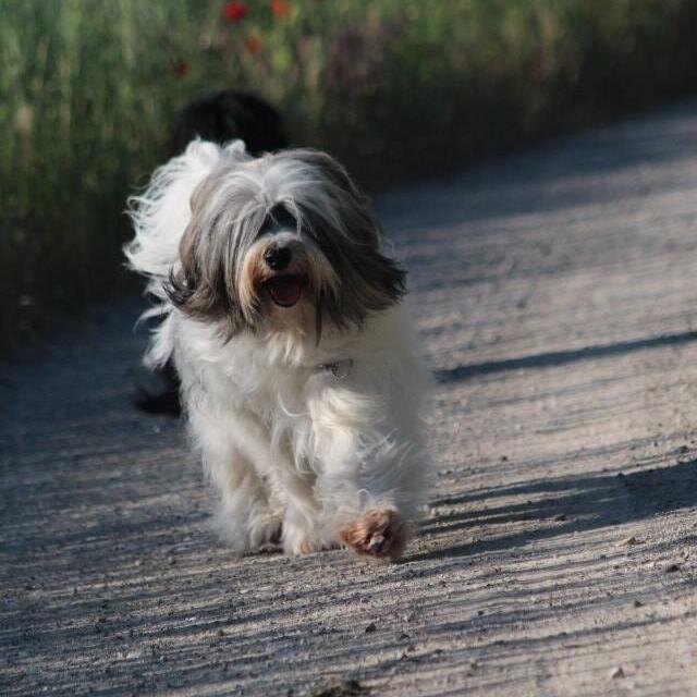TibetTerrierNim's profile picture. ich bin Mutter von 4 Kindern.
Verbringe sehr gerne meine Zeit mit meiner Familie und meinen Hunden.
Züchte Tibet Terrier .