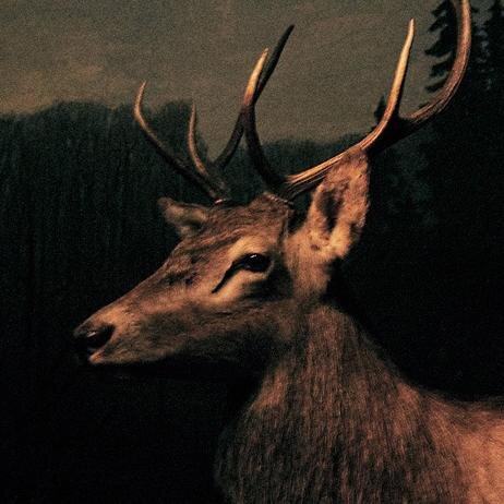 lisacampbs's profile picture. Art is quite useless