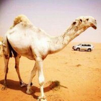 نوادر الابل (@s3s76) Twitter profile photo