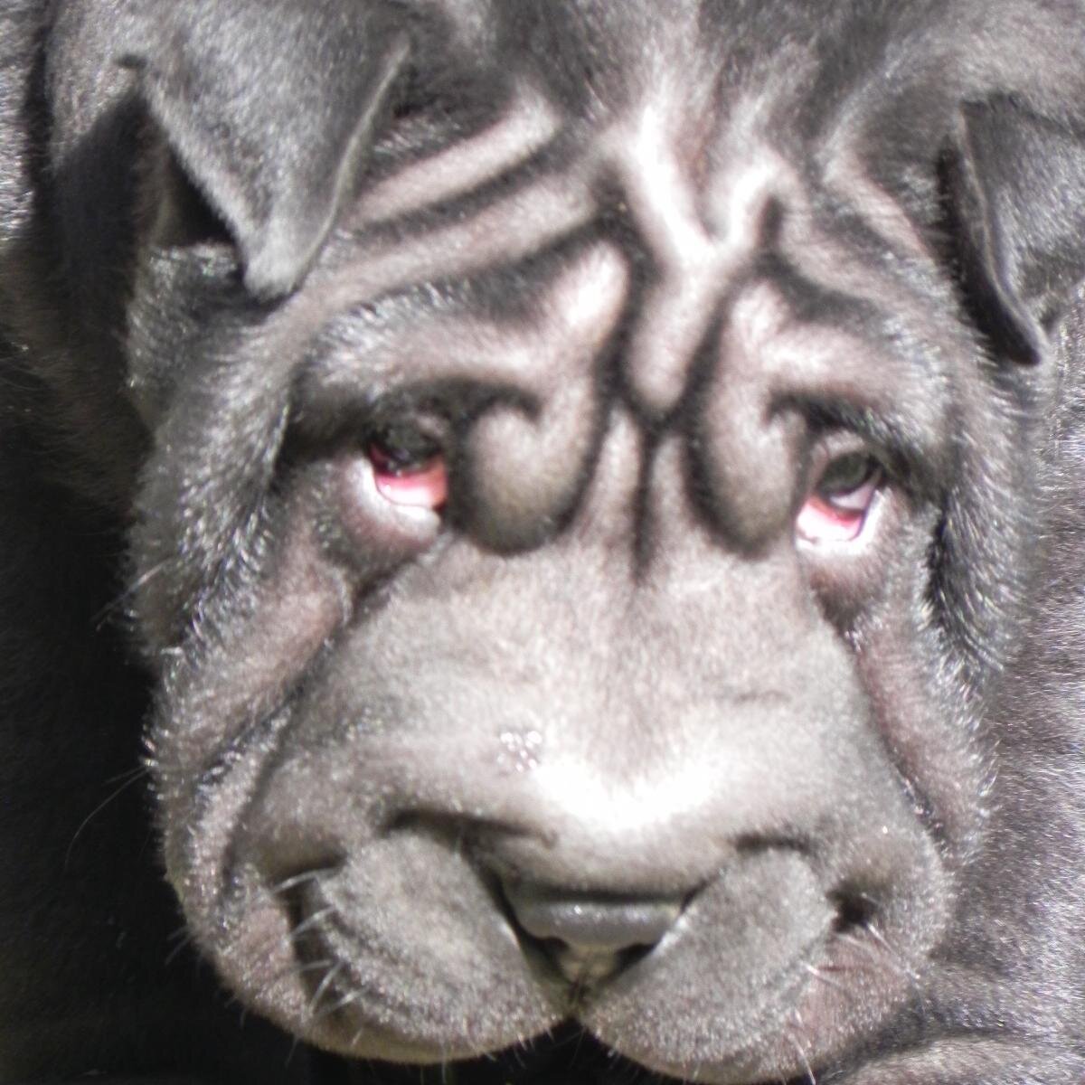 Criadores de perros de raza Shar Pei en Malaga