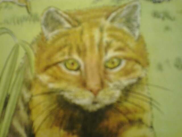 wild_Sasha's profile picture. hello I'm Sasha. Normally I'm friendly, when your my friend. I'm a quite activ cat, more a troublemaker. Lost my kittens Tiger and Luci.   #RP #single